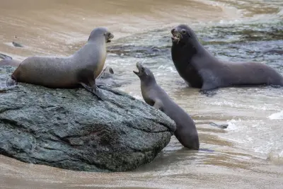 No more demon sea lions? Good news for those who've been afraid to go to the beach