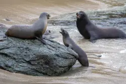 No more demon sea lions? Good news for those who've been afraid to go to the beach